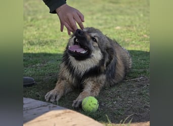 Kendall eine aktive Begleiterin fürs Leben