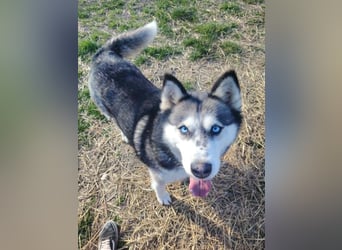 Unser Herzstück: KIRA, 8 Jahre alt