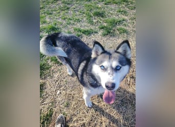 Unser Herzstück: KIRA, 8 Jahre alt