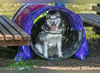 Unser Herzstück: KIRA, 8 Jahre alt