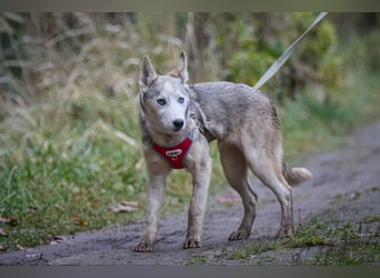 Hübsche Prinzessin FAYE sucht eine Familie