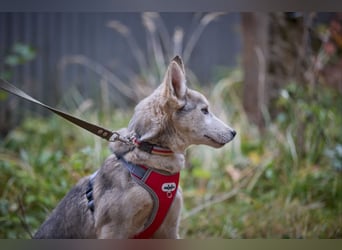 Hübsche Prinzessin FAYE sucht eine Familie