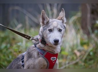 Hübsche Prinzessin FAYE sucht eine Familie