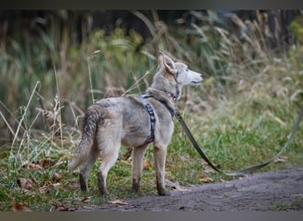 Hübsche Prinzessin FAYE sucht eine Familie