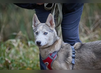 Hübsche Prinzessin FAYE sucht eine Familie