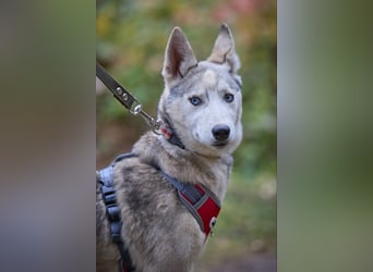 Hübsche Prinzessin FAYE sucht eine Familie