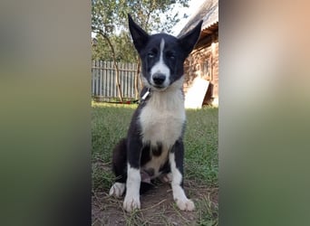Huskymix LEVIN sucht ein Zuhause