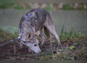 Hübsche Prinzessin FAYE sucht eine Familie