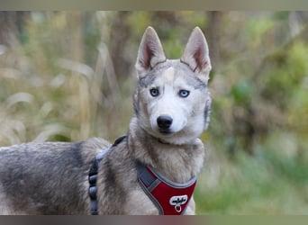Hübsche Prinzessin FAYE sucht eine Familie