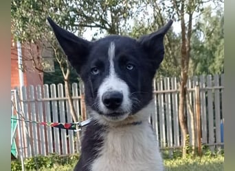 Huskymix LEVIN sucht ein Zuhause