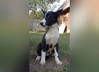 Huskymix LEVIN sucht ein Zuhause