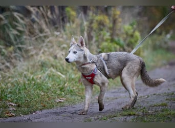 Hübsche Prinzessin FAYE sucht eine Familie