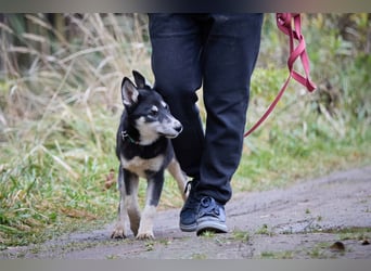 Demon (Patrik) wir ein guter Freund Demon (Patrik) wir ein guter Freund