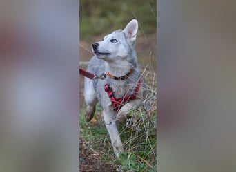 Neugierige RADA sucht eine Familie Neugierige RADA sucht eine Familie