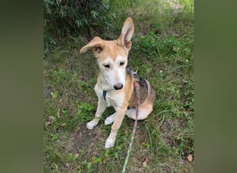 Verschmuster, kinderlieber Nanook sucht liebevolle Familie
