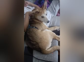 Verschmuster, kinderlieber Nanook sucht liebevolle Familie