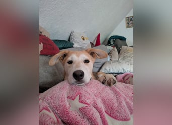 Verschmuster, kinderlieber Nanook sucht liebevolle Familie