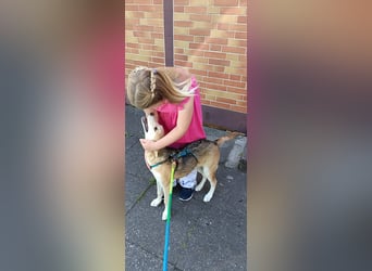 Verschmuster, kinderlieber Nanook sucht liebevolle Familie