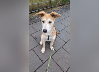 Verschmuster, kinderlieber Nanook sucht liebevolle Familie