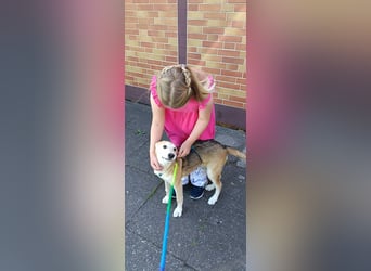 Verschmuster, kinderlieber Nanook sucht liebevolle Familie