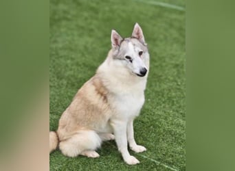 liebevolle Hündin für Familien mit Kinder