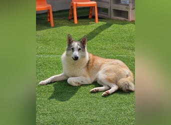 liebevolle Hündin für Familien mit Kinder