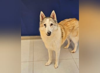 liebevolle Hündin für Familien mit Kinder