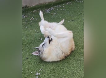 liebevolle Hündin für Familien mit Kinder