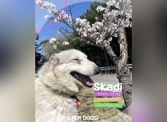 liebevolle Hündin für Familien mit Kinder