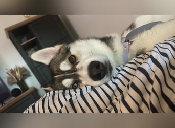 Milo: wer geht mit mir durch Dick und Dünn