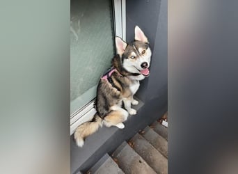 Milo: wer geht mit mir durch Dick und Dünn