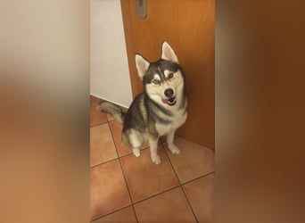 Milo: wer geht mit ihm durchs Leben?