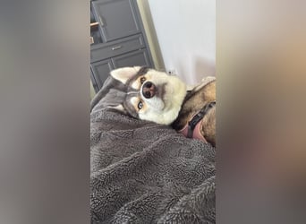 Milo: wer geht mit mir durch Dick und Dünn