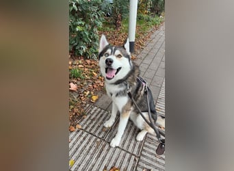 Milo: wer geht mit mir durch Dick und Dünn