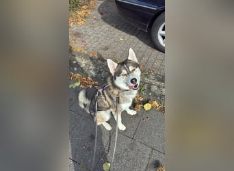 Milo: wer geht mit ihm durchs Leben?