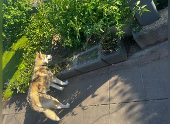 Milo: wer geht mit ihm durchs Leben?