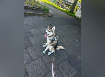 Milo: wer geht mit mir durch Dick und Dünn