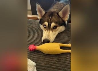 Milo: wer geht mit mir durch Dick und Dünn