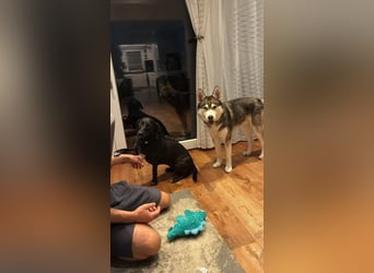 Milo: wer geht mit mir durch Dick und Dünn