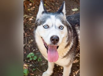 SHEYLLA-großes Herz auf der Suche nach ihrer liebevollen Für-immer-Familie