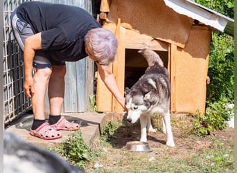 SHEYLLA-großes Herz auf der Suche nach ihrer liebevollen Für-immer-Familie