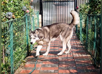 SHEYLLA-großes Herz auf der Suche nach ihrer liebevollen Für-immer-Familie