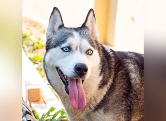 SHEYLLA-großes Herz auf der Suche nach ihrer liebevollen Für-immer-Familie