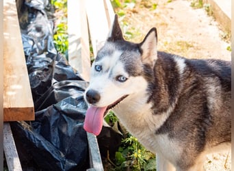 SHEYLLA-großes Herz auf der Suche nach ihrer liebevollen Für-immer-Familie