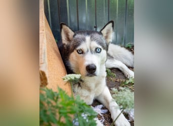 SHEYLLA-großes Herz auf der Suche nach ihrer liebevollen Für-immer-Familie
