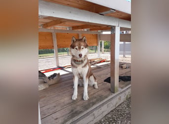 Zwei besondere Siberian Husky-Rüden suchen Ihre erste Husky-Dame