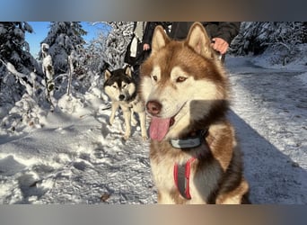 Zwei besondere Siberian Husky-Rüden suchen Ihre erste Husky-Dame