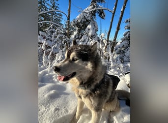 Zwei besondere Siberian Husky-Rüden suchen Ihre erste Husky-Dame