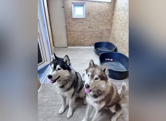 Zwei besondere Siberian Husky-Rüden suchen Ihre erste Husky-Dame