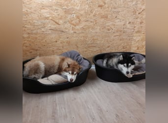 Zwei besondere Siberian Husky-Rüden suchen Ihre erste Husky-Dame